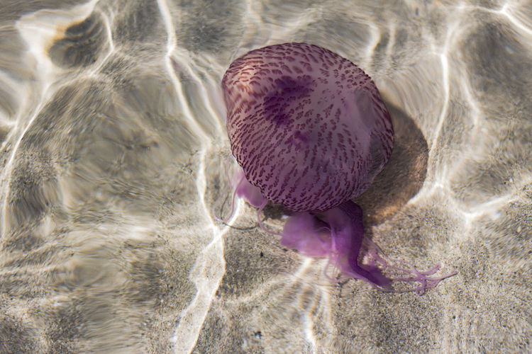 High angle view of jellyfish on beach