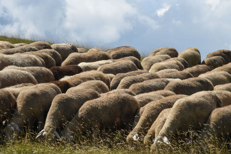 Sheep herd on field against sky