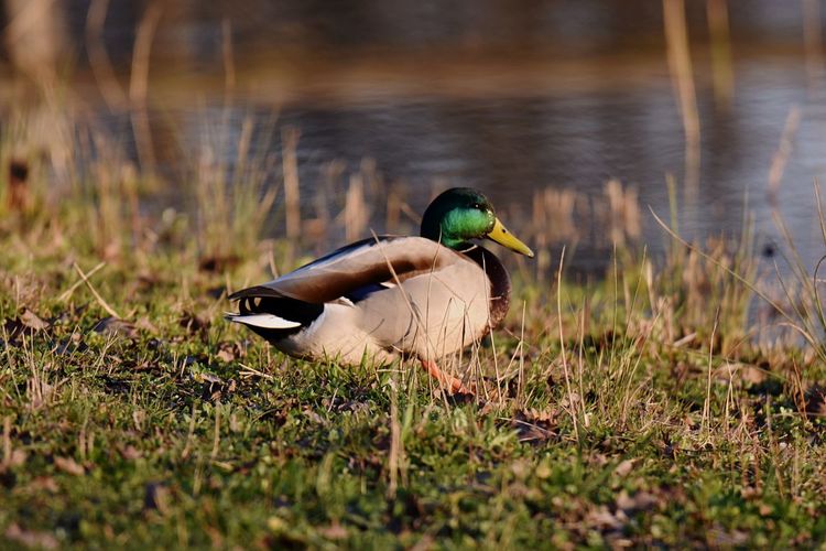 Mallard duck perching in grass 