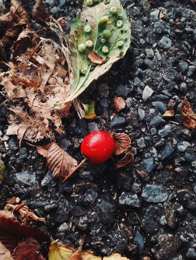 Close-up of cherries