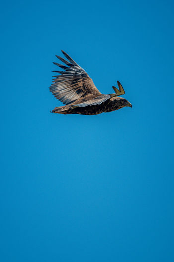 Tawny eagle glides in perfect blue sky