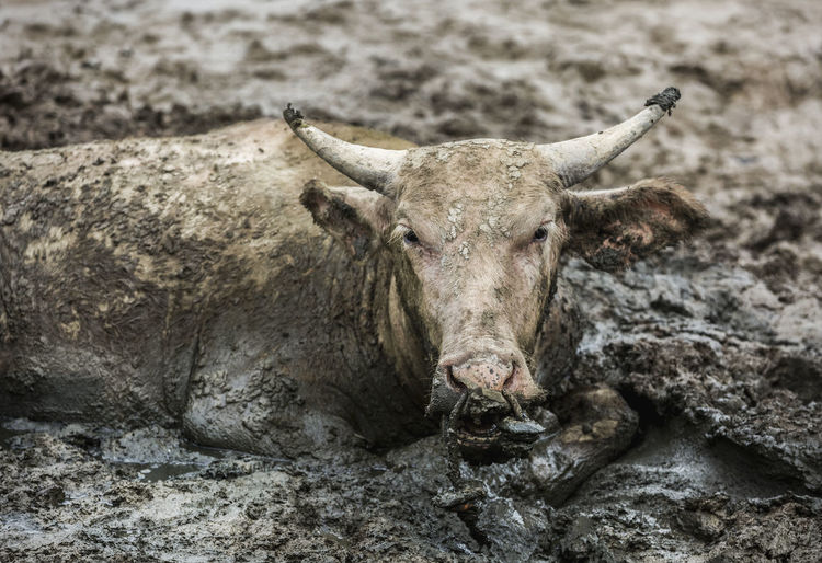 Close-up portrait of water buffalo relaxing on mud 
