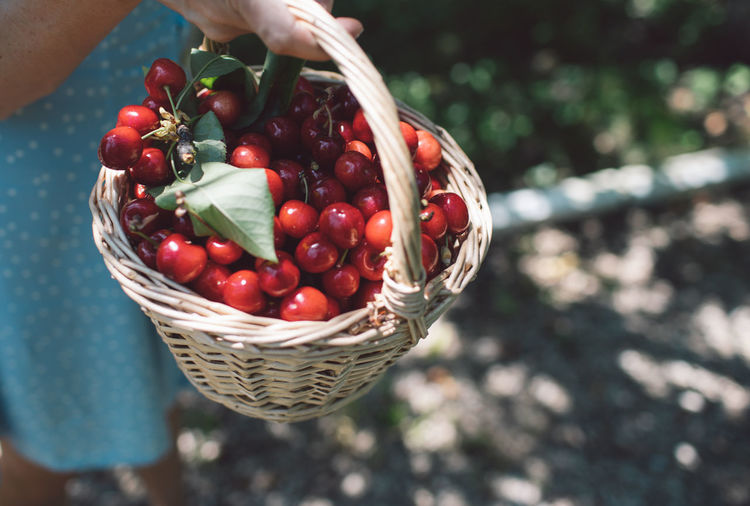 High angle view of hand holding cherries in basket