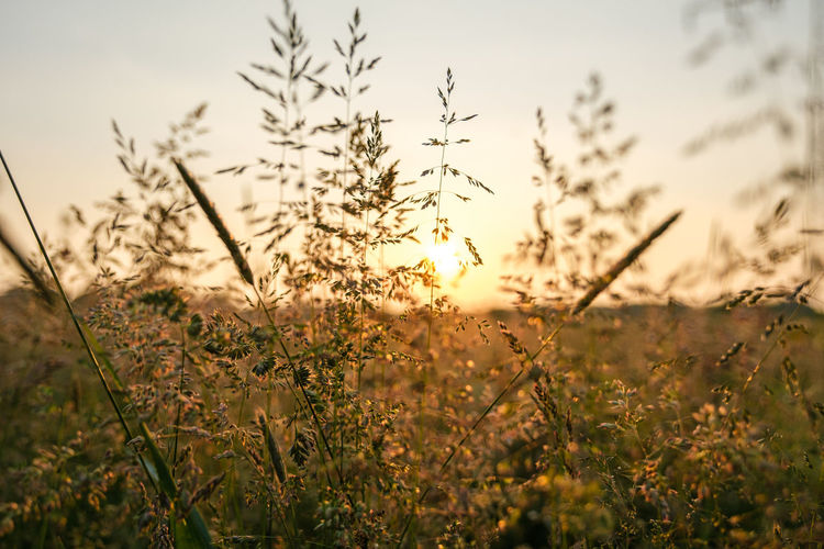 Close-up of stalks on field against sky at sunset