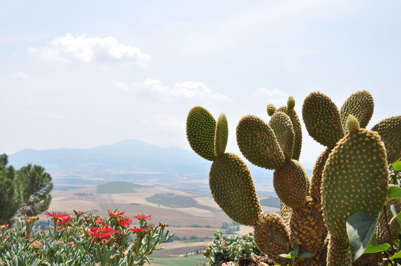 Cactus plants growing outdoors against sky