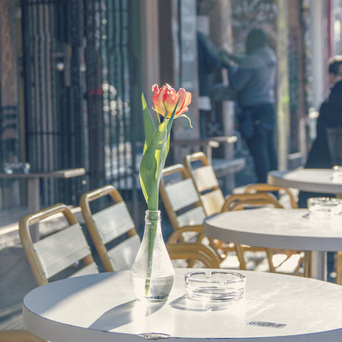 Pink tulip in vase on table at sidewalk cafe