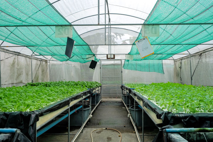 Inside hydroponics vegetable garden on greenhouse