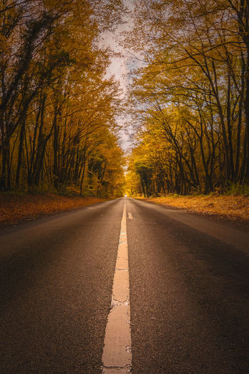 Empty road amidst trees in forest during autumn
