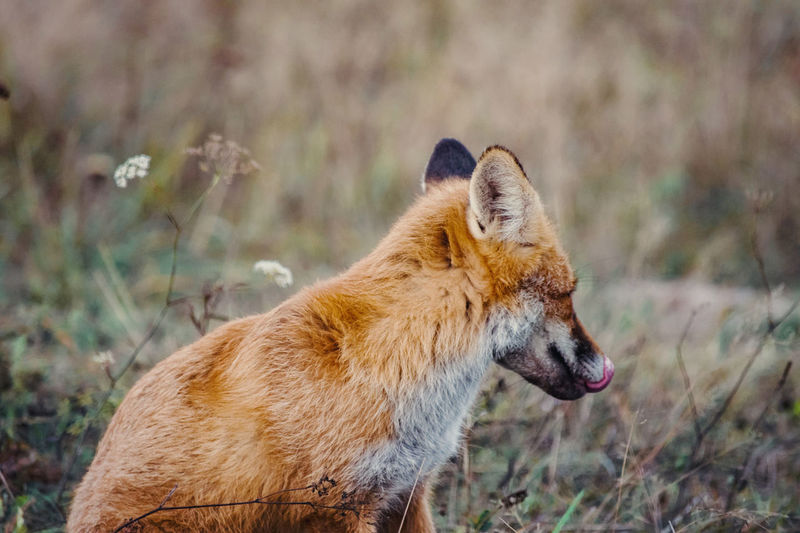 Fox - Animal pictures | Curated Photography on EyeEm