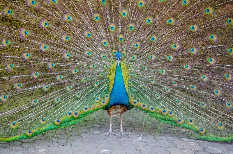 Full length of a peacock