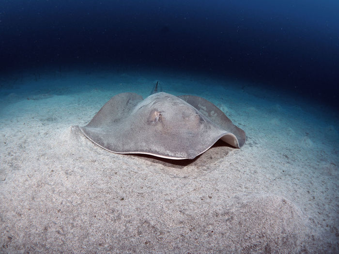 Round stingray swimming in sea digs at the ground
