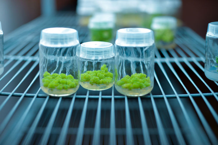 Plant callus tissue culture, biology science for plant regeneration. cultivated in vitro