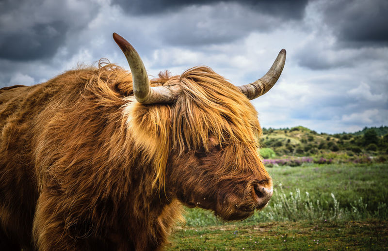 Highland cattle standing on field against cloudy sky