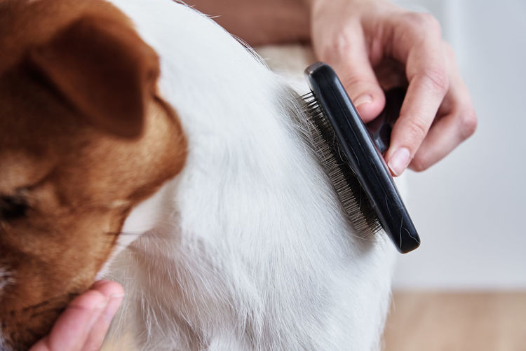 Woman brushing dog. owner combing her jack russell terrier. pet care