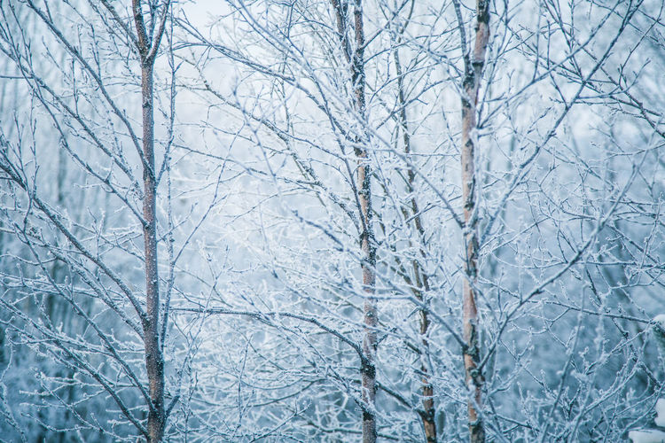 Bare trees covered with snow in forest
