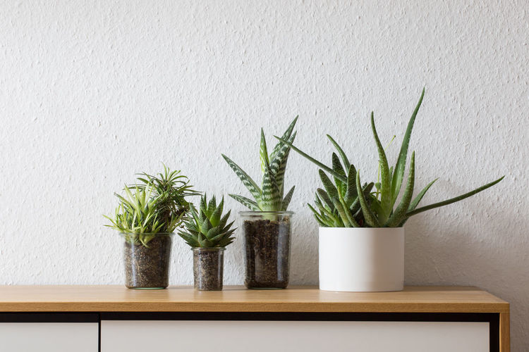 Group of potted plant succulents on wooden sideboard