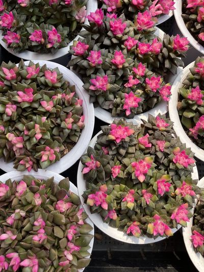 High angle view of pink flowering plants