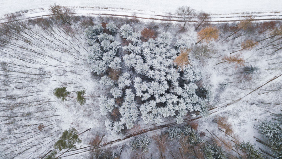 High angle view of trees during winter