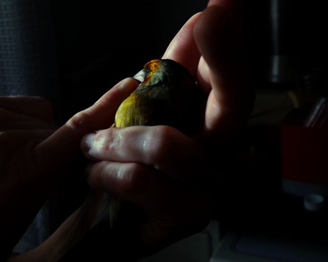 Close-up of hand holding bird indoors