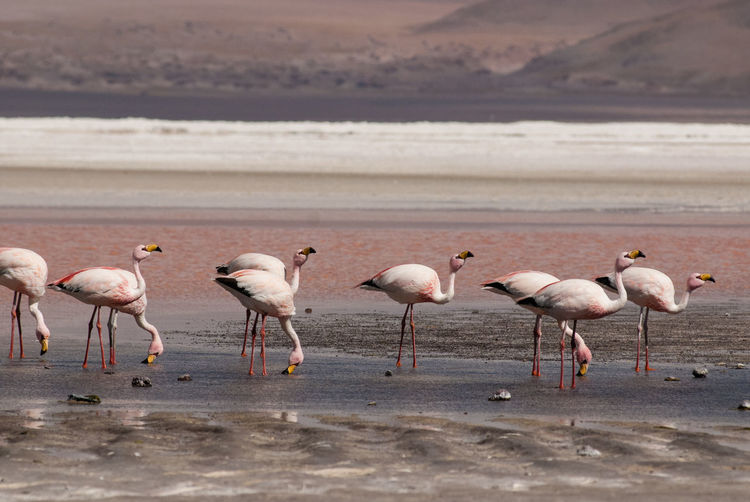 Flamingoes at lakeshore