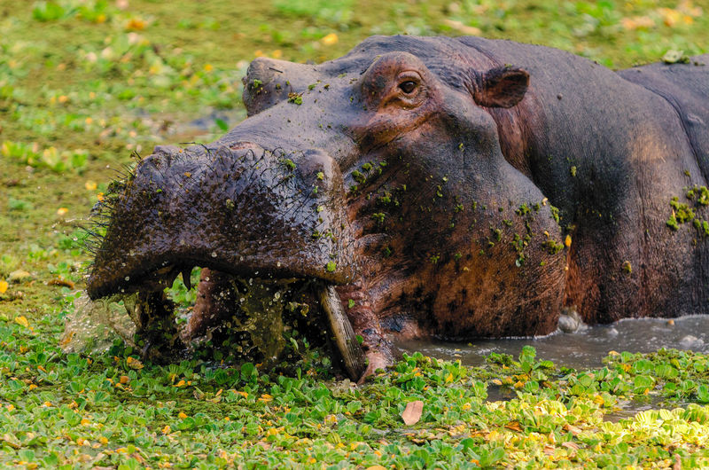 View of an animal