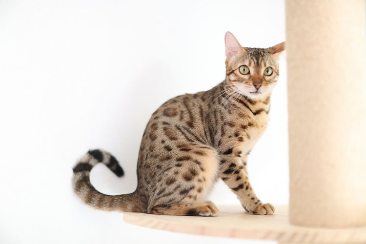 Portrait of tabby cat against white background