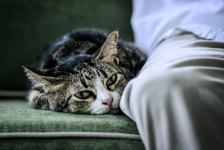 Close-up of cat sitting on couch next to human