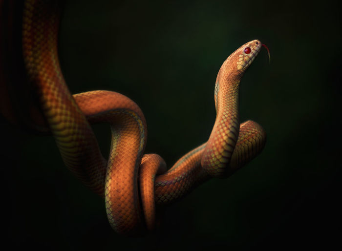 Close-up of snake against black background