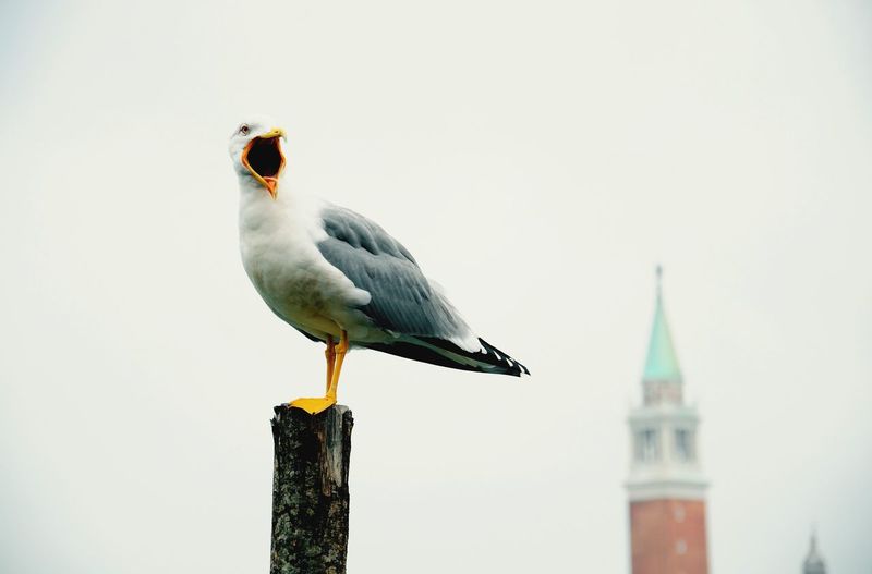 Seagull perching on wooden post.