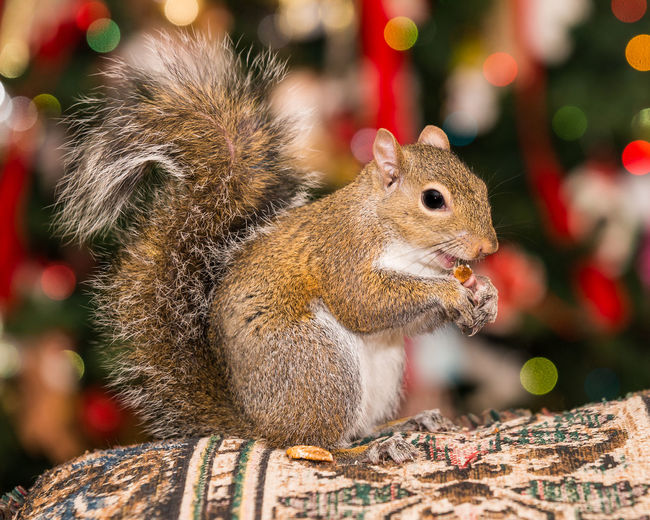 Close-up of squirrel eating pecan on fabric