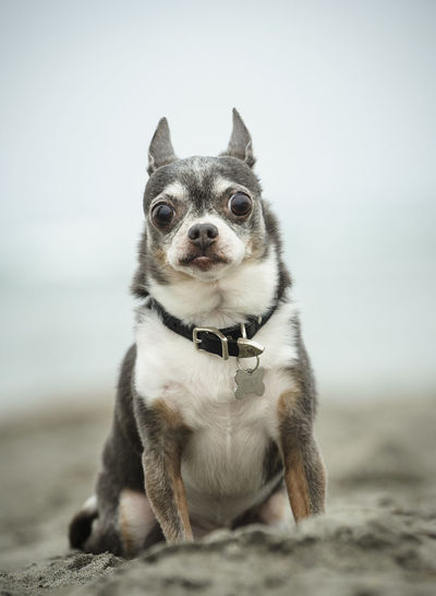 Close-up portrait of chihuahua dog at beach