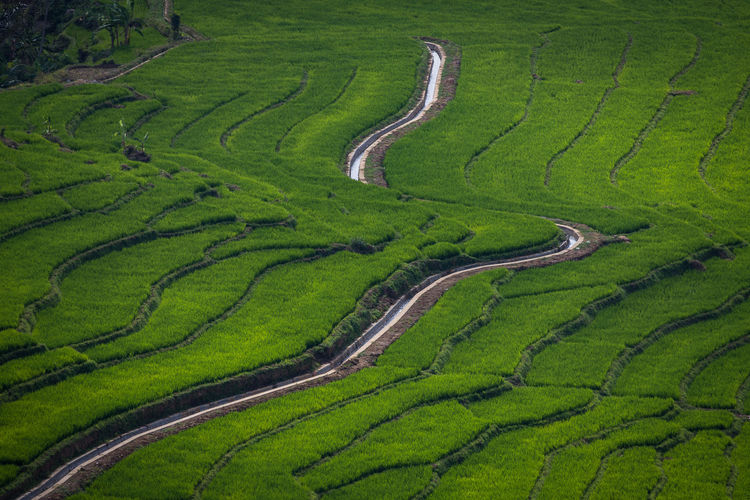 High angle view of agricultural field
