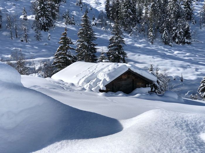 Scenic view of snow covered land and trees