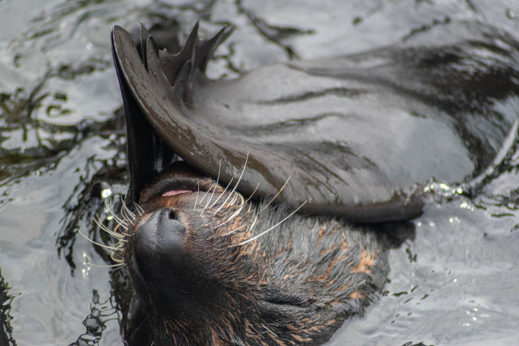 A south american fur seal swimming.