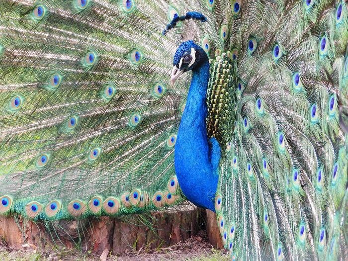 peacock