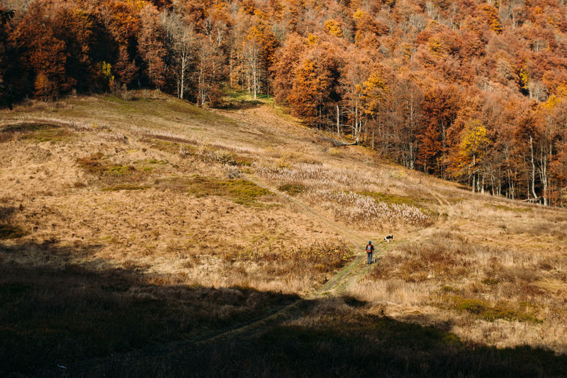 Man and dog hiking through big field with autumn forest around