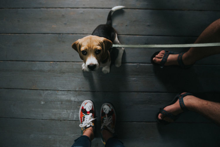 Low section of people standing by dog on hardwood floor