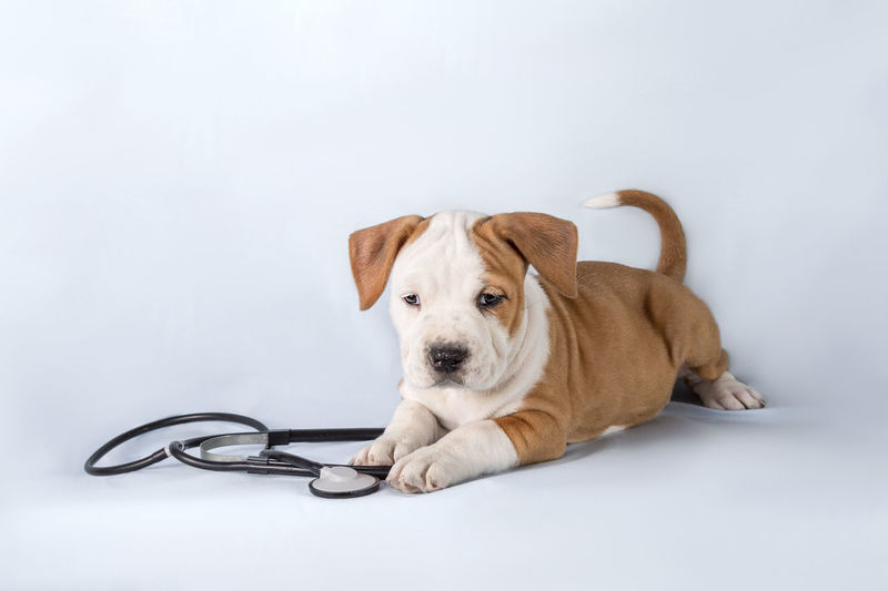 Cute american staffordshire terrier puppy with stethoscope on his neck on blue background. 