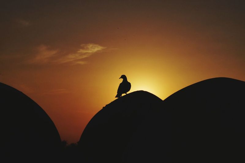 Silhouette of bird perching on rock