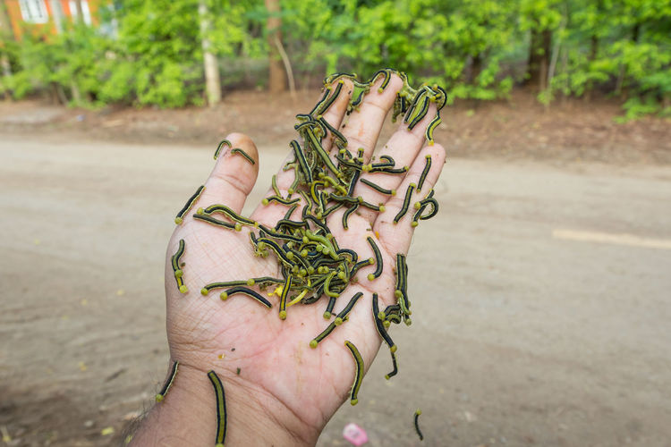 Many caterpillars on human hands.