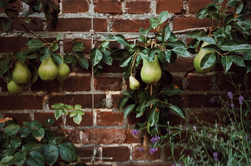 Close-up of fruits growing on plant against wall