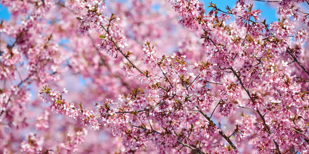 Close-up of purple cherry blossom