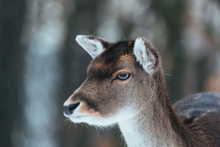 Close-up of deer 