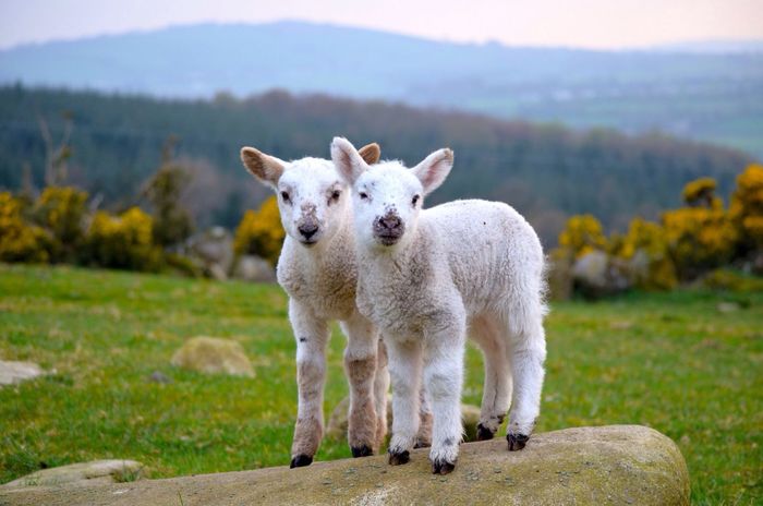 Lambs standing on rock against grassy field