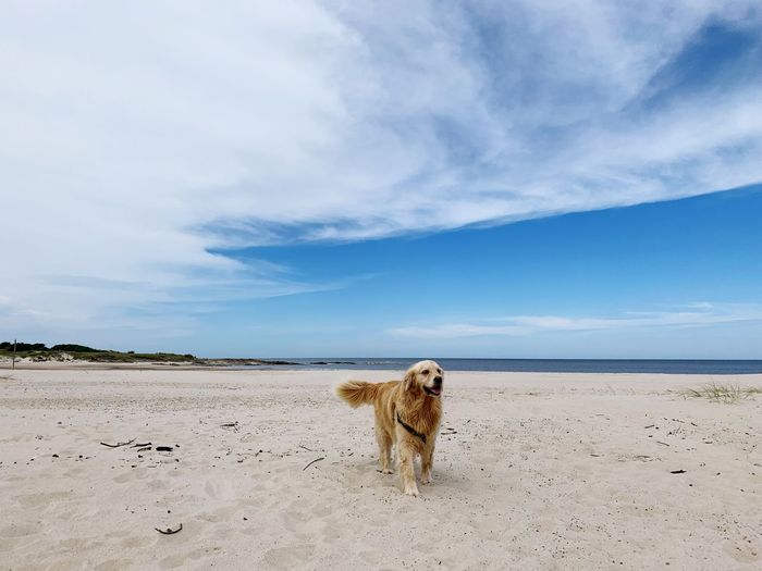 Golden dog on the beach