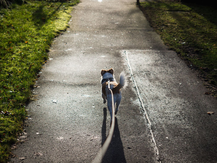 High angle view of dog on leash on road