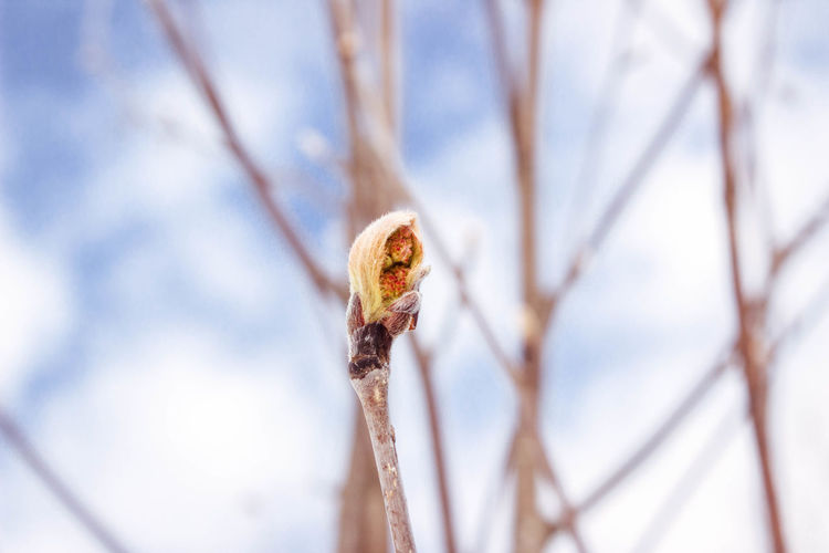 Close-up of dead plant