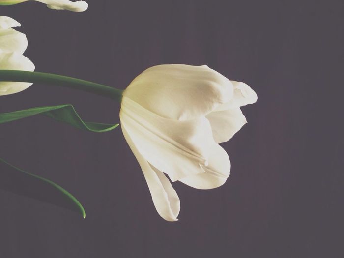 Close-up of white flowers
