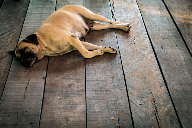 High angle view of dog sleeping on hardwood floor