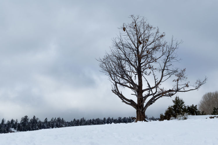 Bare tree on snow field against sky